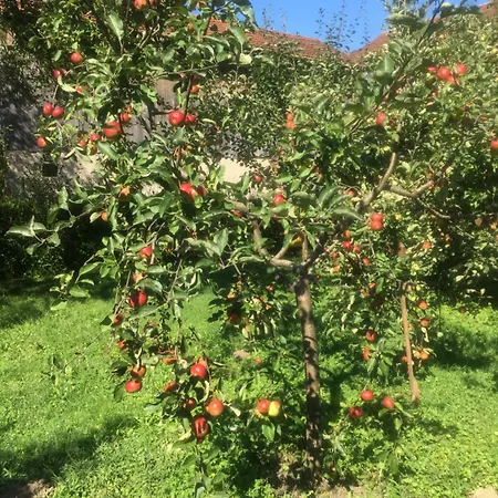 Eco Case de vacanță *