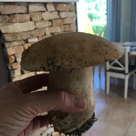 Eco Casa vacanze Ribarica